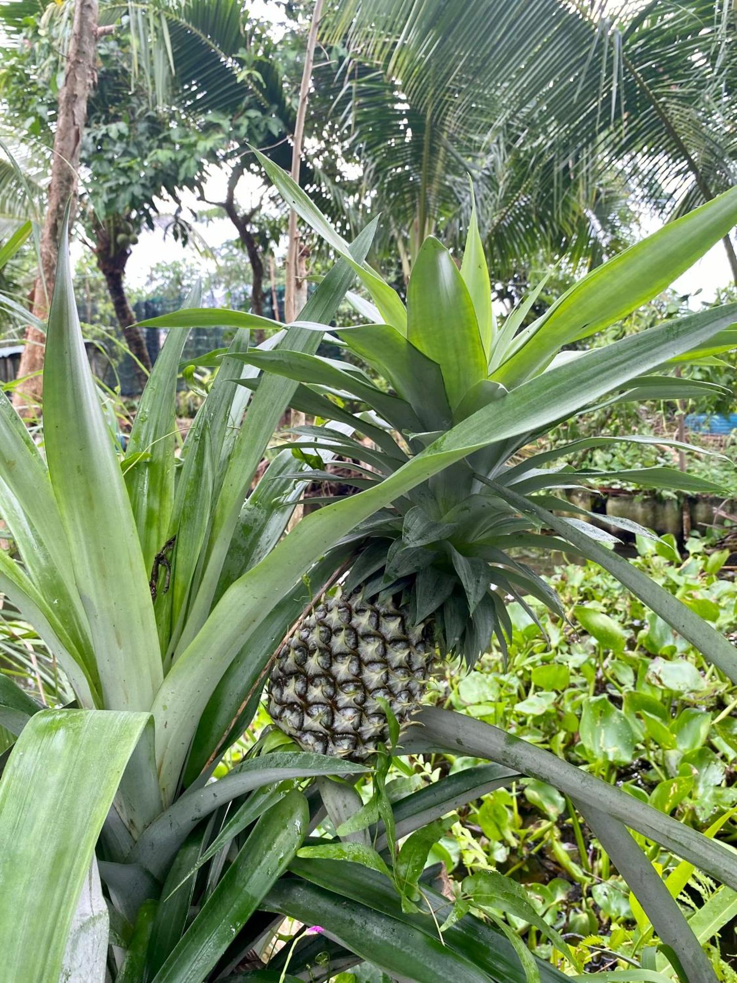 Go Chanh Homestay Cai Rang Eksteriør billede